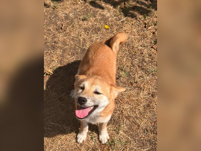 Adel. liebes Shiba Inu Welpenmädchen geb. 02/2026