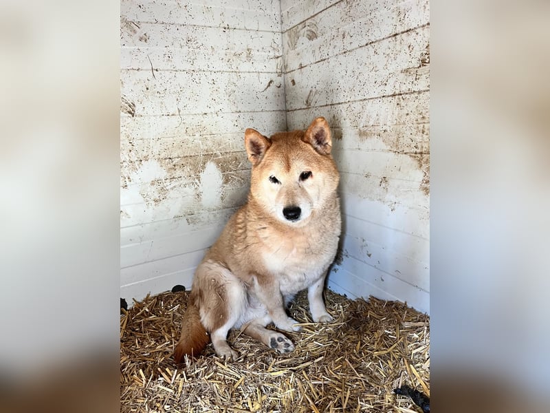 Kenji, schüchterner Shiba Inu Rüde geb. 08/2021