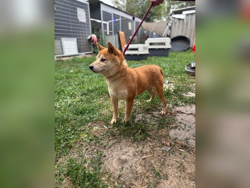 Eragon. schüchterner, lieber Shiba Inu Rüde