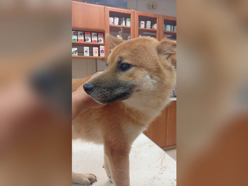 Alex, junger sensibler Shiba Inu geb. 07/2025