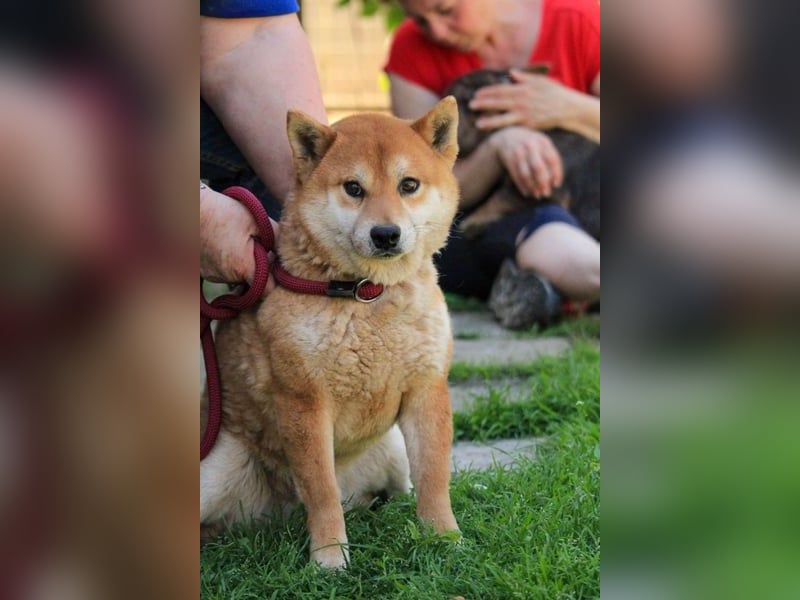 Füresz, schüchterner Shiba Inu Rüde geb. 01/2022