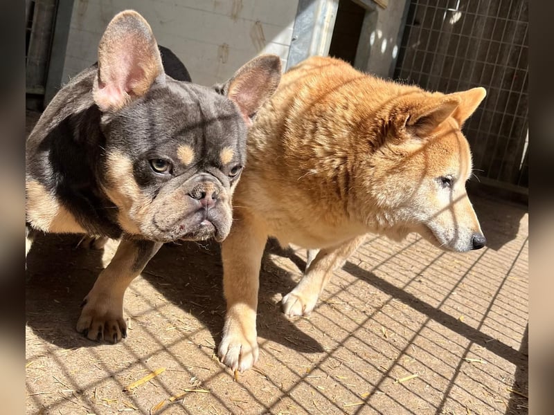 Kenji, schüchterner Shiba Inu Rüde geb. 08/2021