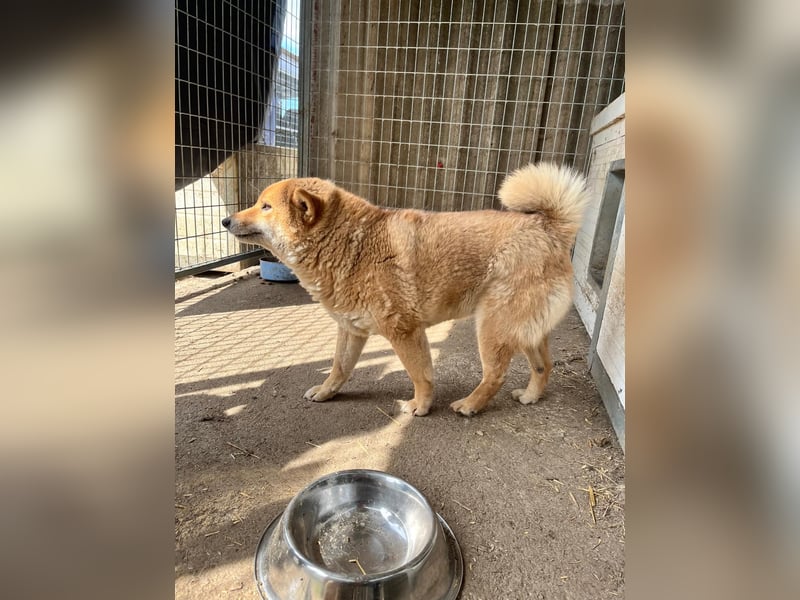 Skyla, hübsche Shiba Inu Dame geb. 07/2020