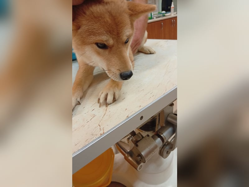 Amaz, sensibler, junger Shiba Inu Rüde geb. 07/2025