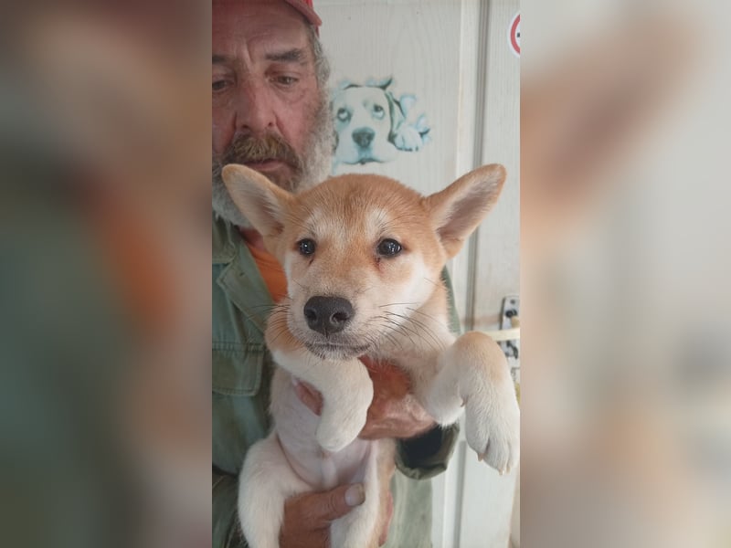 Banan, Shiba Inu Welpenjunge geb. 05/2026