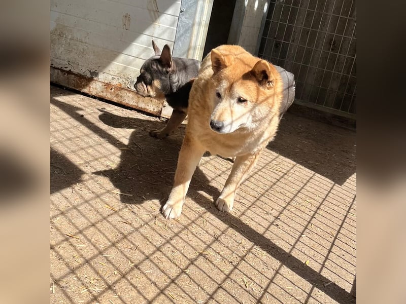 Kenji, schüchterner Shiba Inu Rüde geb. 08/2021