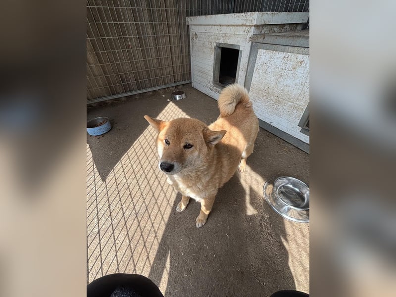Skyla, hübsche Shiba Inu Dame geb. 07/2020