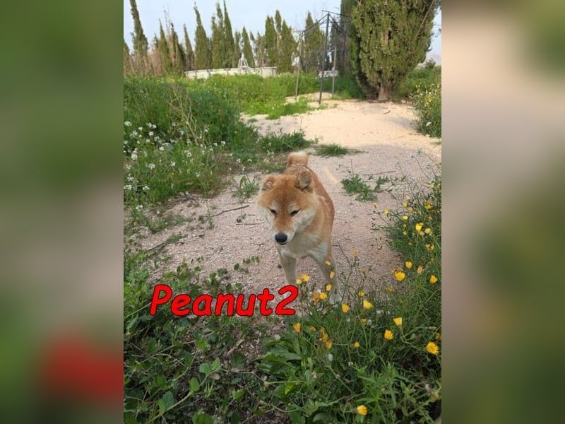 Peanut2 geb. 12/2018 (ESP) - gutmütige, soziale und anhängliche Shiba Inu Dame!