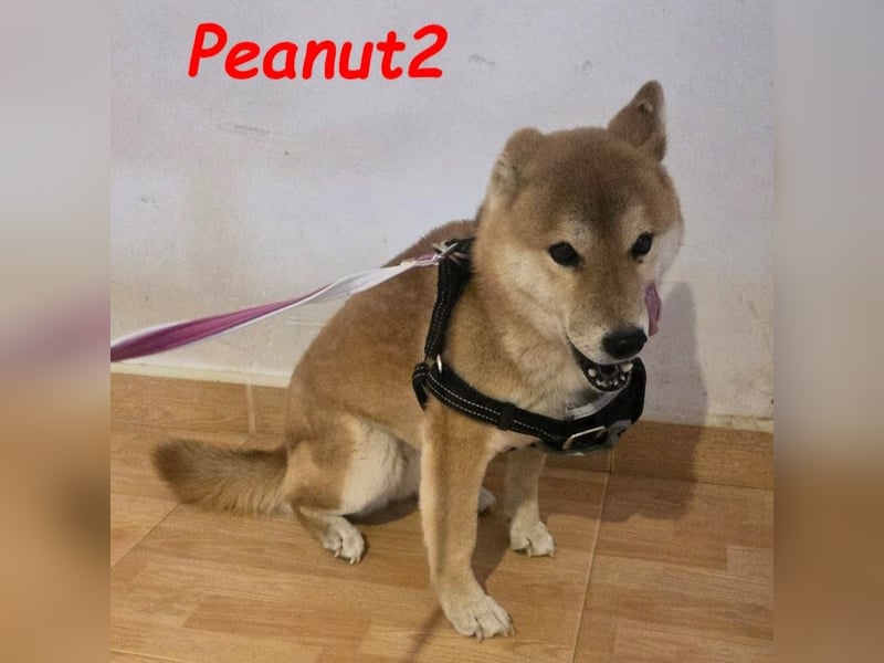 Peanut2 geb. 12/2018 (ESP) - gutmütige, soziale und anhängliche Shiba Inu Dame!