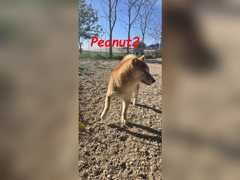 Peanut2 geb. 12/2018 (ESP) - gutmütige, soziale und anhängliche Shiba Inu Dame!