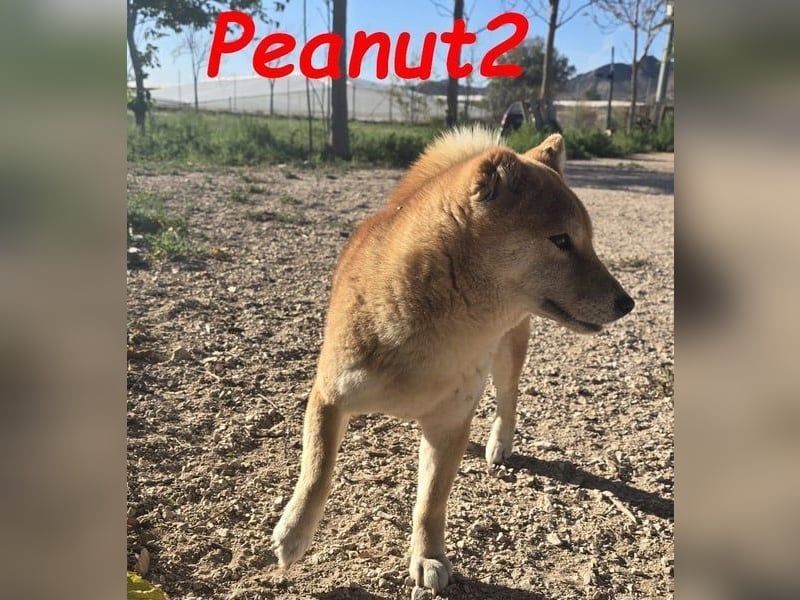 Peanut2 geb. 12/2018 (ESP) - gutmütige, soziale und anhängliche Shiba Inu Dame!