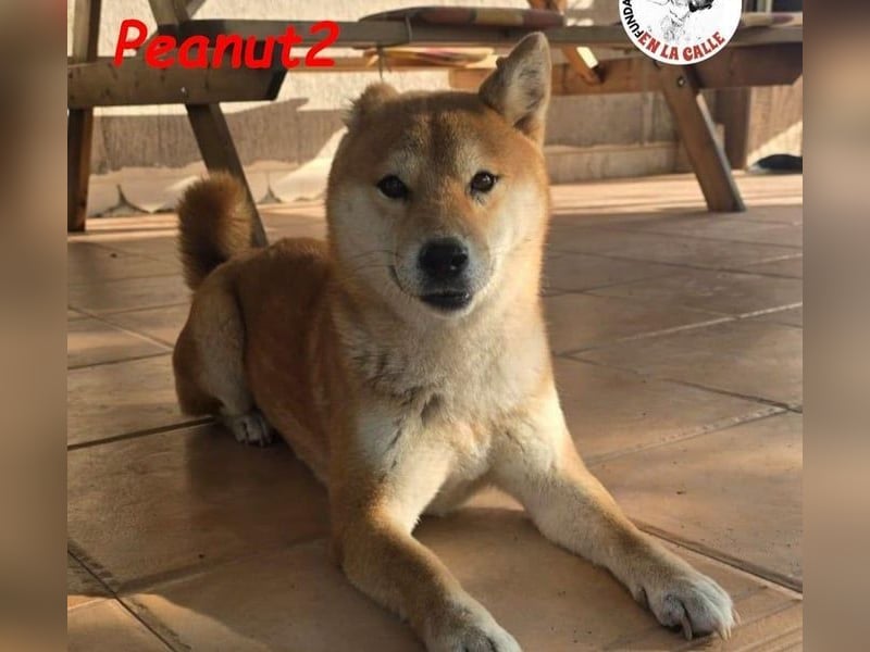 Peanut2 geb. 12/2018 (ESP) - gutmütige, soziale und anhängliche Shiba Inu Dame!