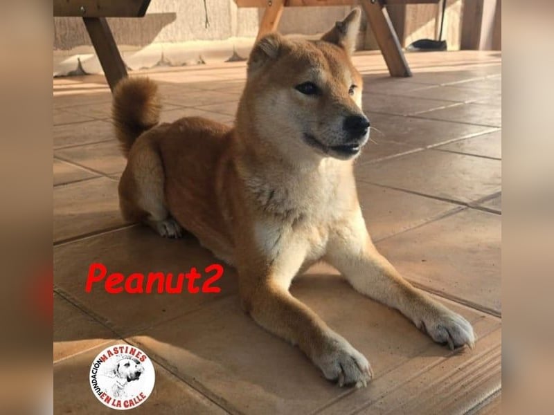 Peanut2 geb. 12/2018 (ESP) - gutmütige, soziale und anhängliche Shiba Inu Dame!