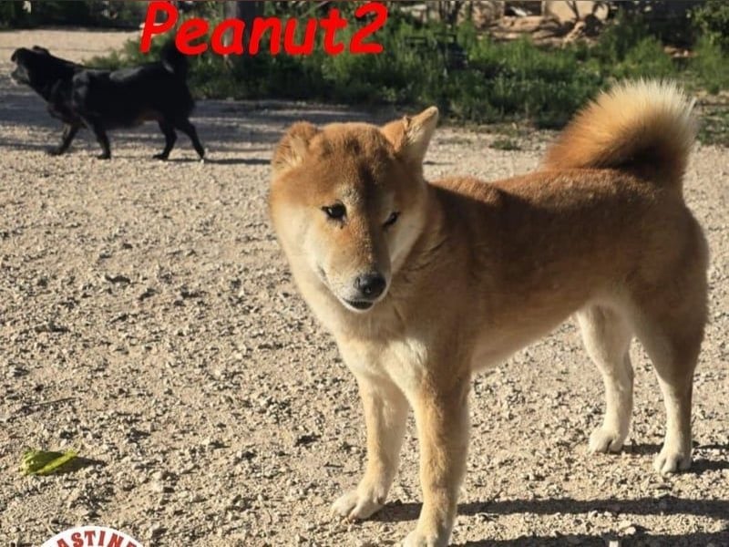 Peanut2 geb. 12/2018 (ESP) - gutmütige, soziale und anhängliche Shiba Inu Dame!