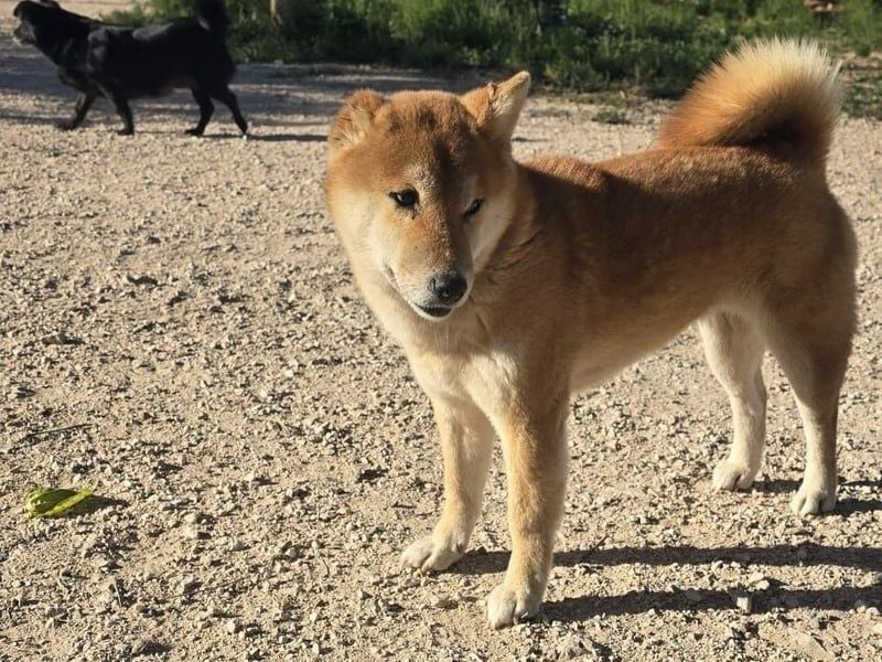 Peanut2 geb. 12/2018 (ESP) - gutmütige, soziale und anhängliche Shiba Inu Dame!