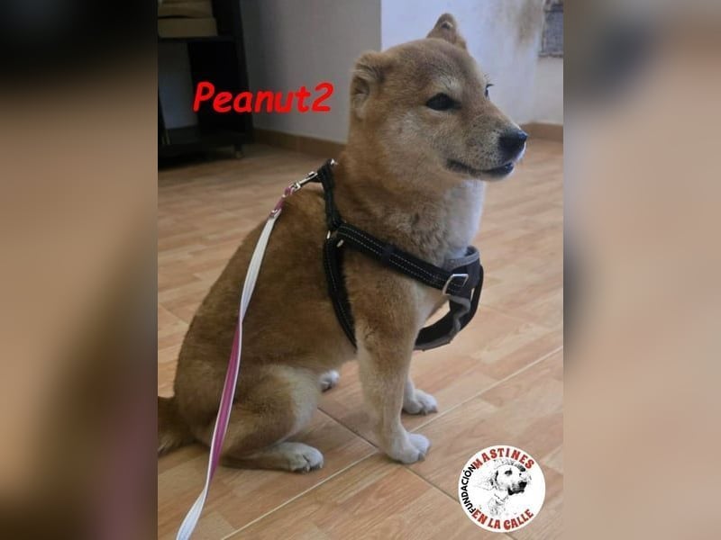 Peanut2 geb. 12/2018 (ESP) - gutmütige, soziale und anhängliche Shiba Inu Dame!