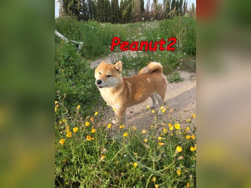 Peanut2 geb. 12/2018 (ESP) - gutmütige, soziale und anhängliche Shiba Inu Dame!