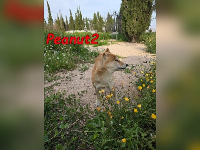 Peanut2 geb. 12/2018 (ESP) - gutmütige, soziale und anhängliche Shiba Inu Dame!
