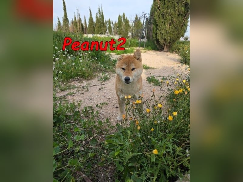 Peanut2 geb. 12/2018 (ESP) - gutmütige, soziale und anhängliche Shiba Inu Dame!