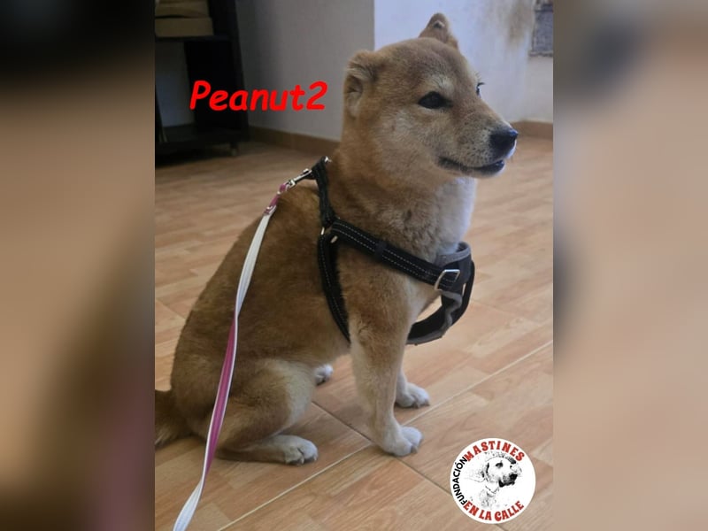 Peanut2 geb. 12/2018 (ESP) - gutmütige, soziale und anhängliche Shiba Inu Dame!