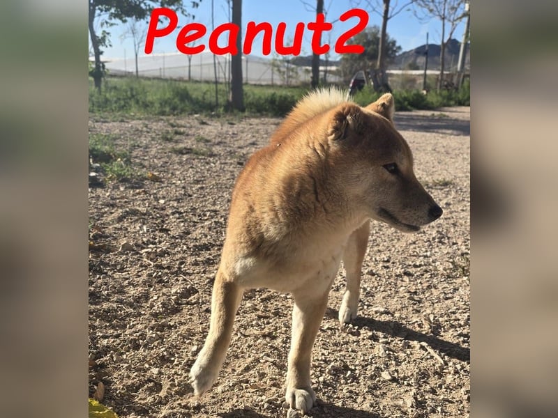Peanut2 geb. 12/2018 (ESP) - gutmütige, soziale und anhängliche Shiba Inu Dame!