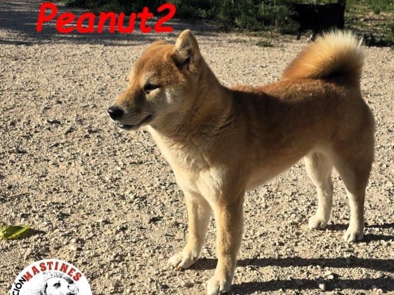 Peanut2 geb. 12/2018 (ESP) - gutmütige, soziale und anhängliche Shiba Inu Dame!