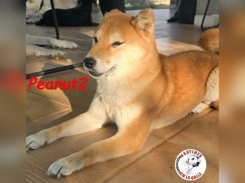 Peanut2 geb. 12/2018 (ESP) - gutmütige, soziale und anhängliche Shiba Inu Dame!