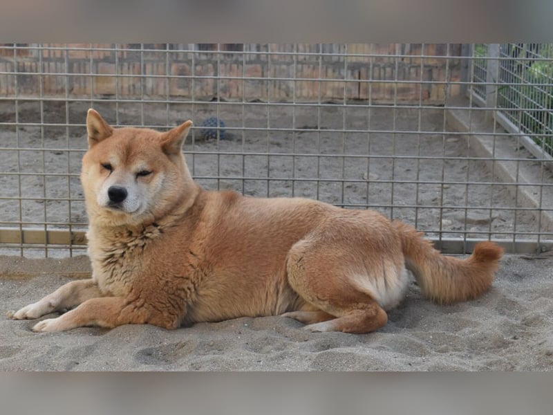 Karcsi der Eigenständige