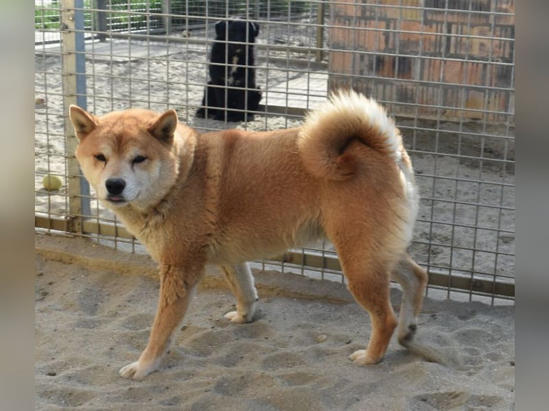 Karcsi der Eigenständige