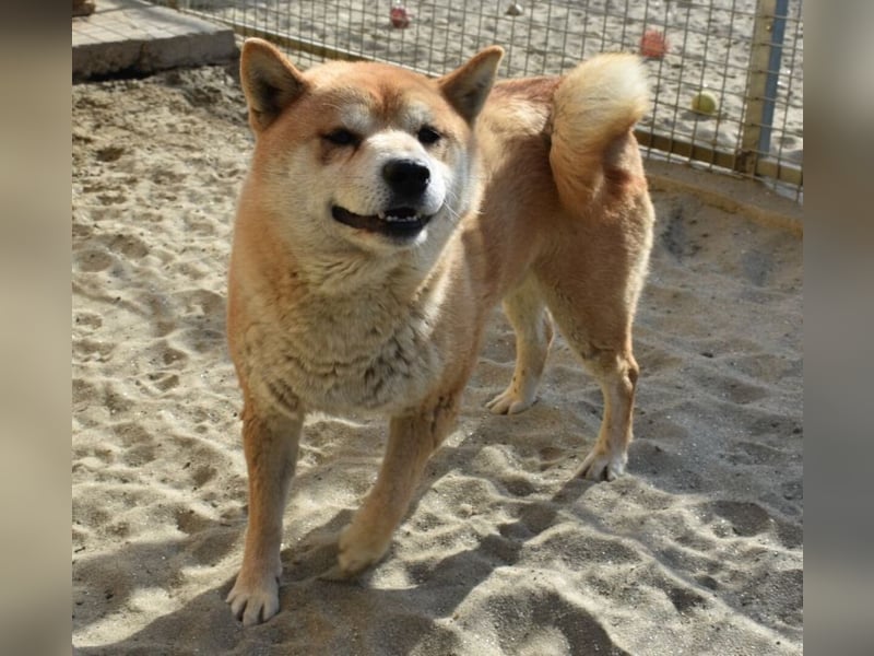 Karcsi der Eigenständige