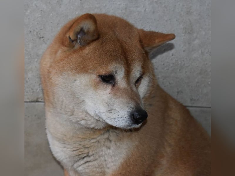 Karcsi der Eigenständige