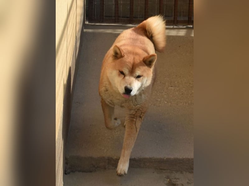 Karcsi der Eigenständige