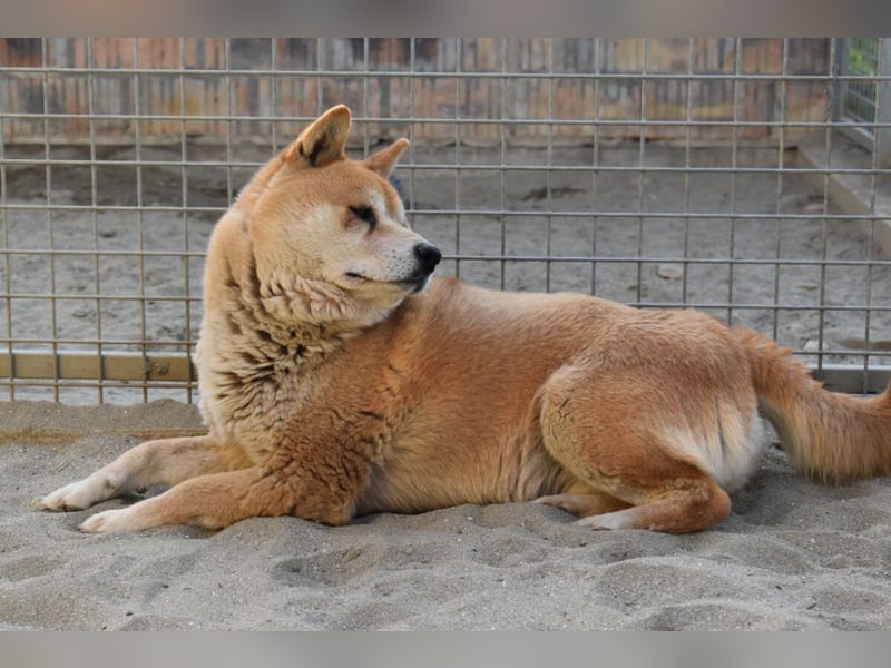 Karcsi der Eigenständige