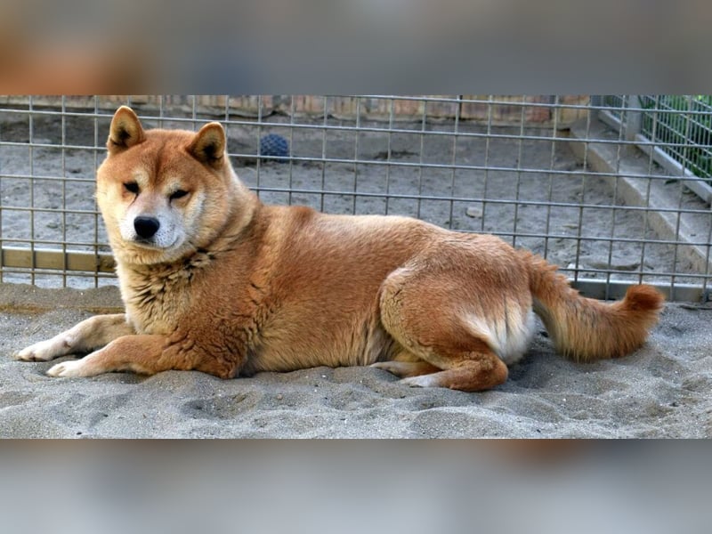 Karcsi der Eigenständige