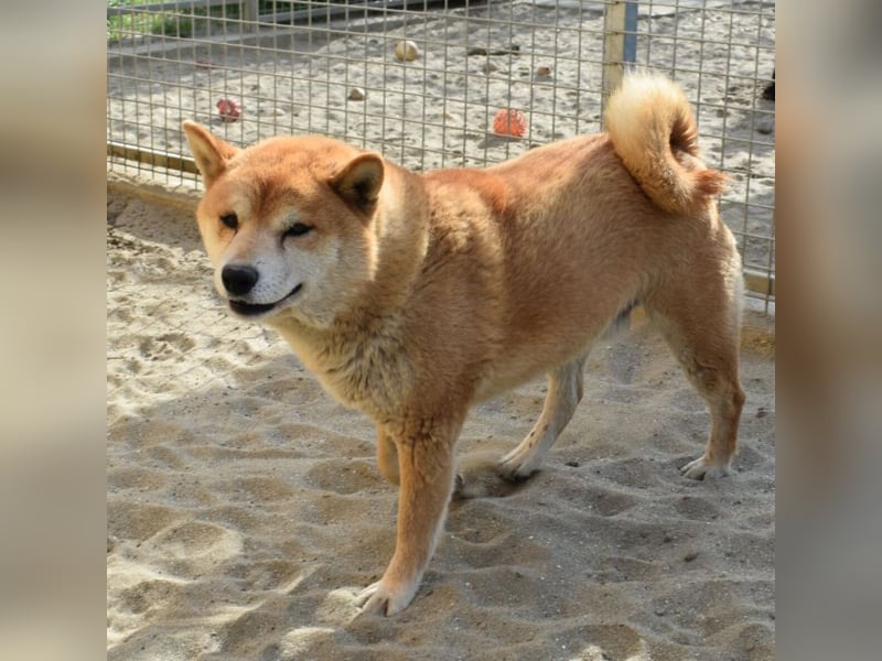 Karcsi der Eigenständige