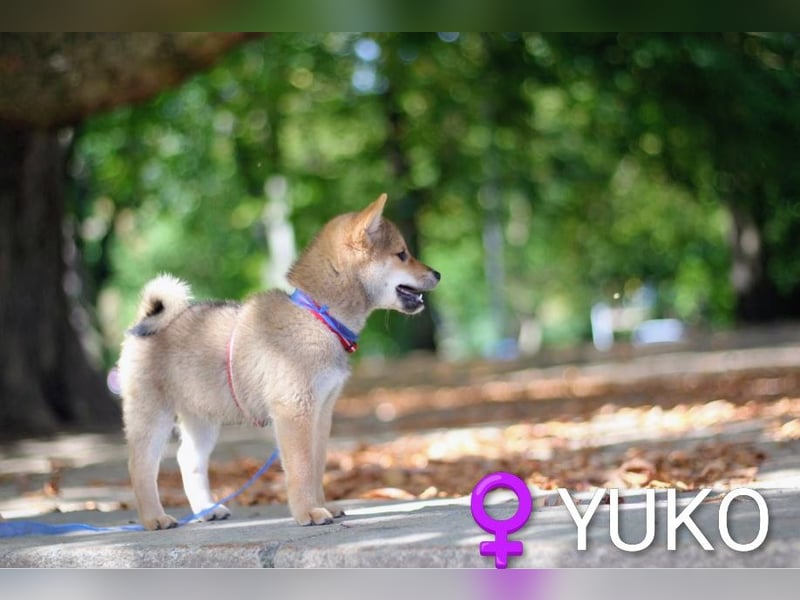 YUKO – eine süße Hündin der Rasse SHIBA INU