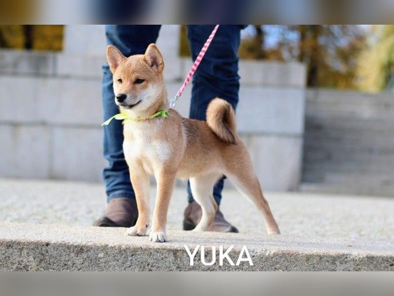 YUKA vom Typ „Kitsune-gao“