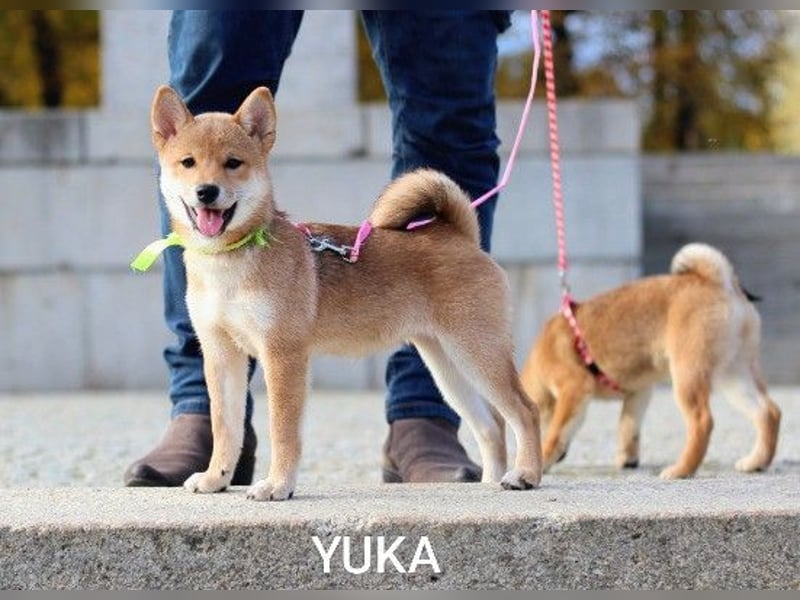 YUKA vom Typ „Kitsune-gao“