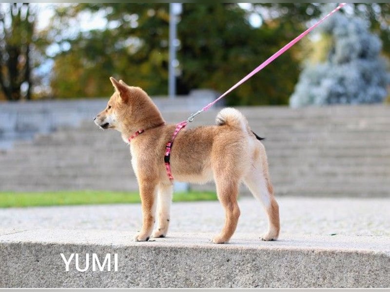 YUMI /Hündin vom Typ „Kitsune-gao“