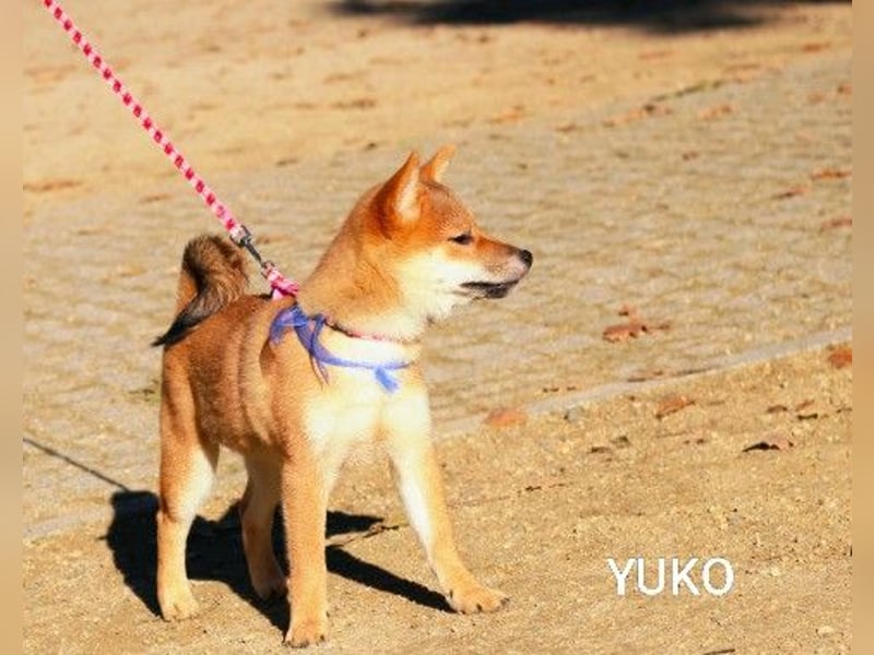Wunderschöne Shiba-Inu-Welpen mit rotem Fell