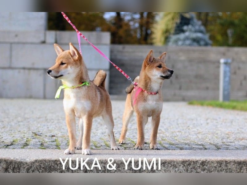 YUMI /Hündin vom Typ „Kitsune-gao“