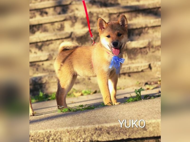 YUKO – eine süße Hündin der Rasse SHIBA INU