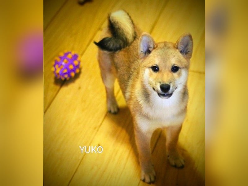 YUKO – eine süße Hündin der Rasse SHIBA INU