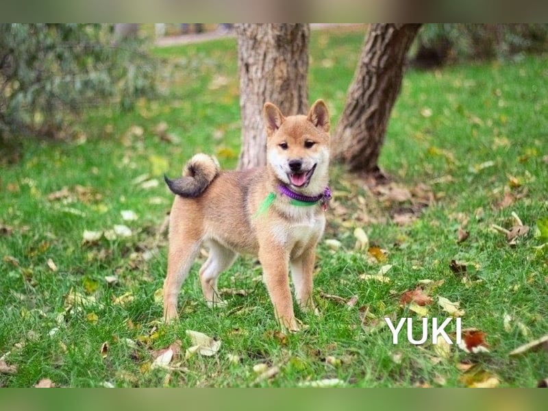 würdevoll YUKI/   Rüde