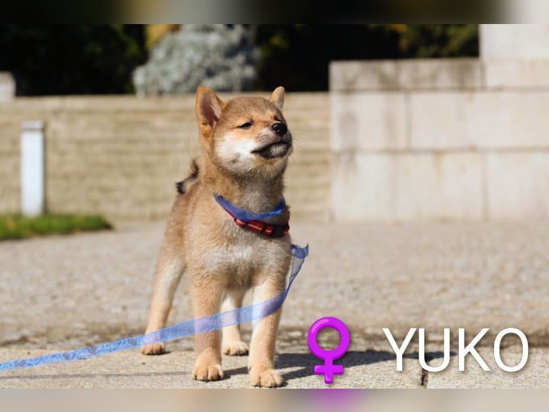 YUKO – eine süße Hündin der Rasse SHIBA INU