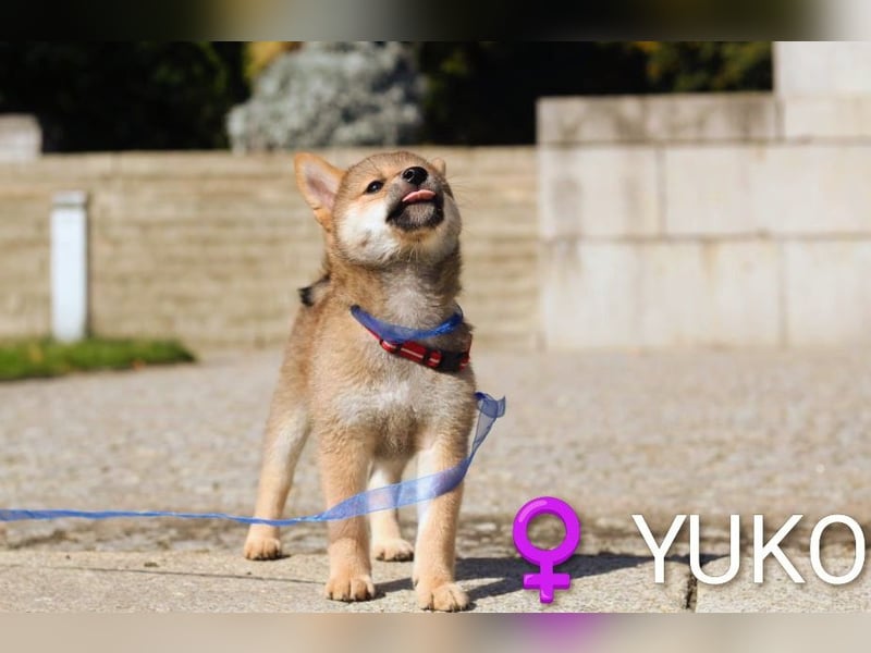 YUKO – eine süße Hündin der Rasse SHIBA INU