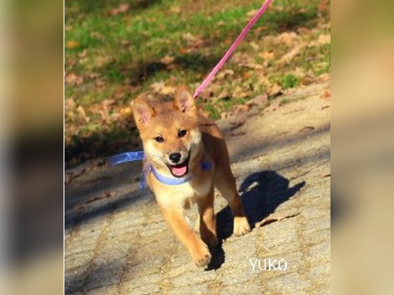 YUKO – eine süße Hündin der Rasse SHIBA INU