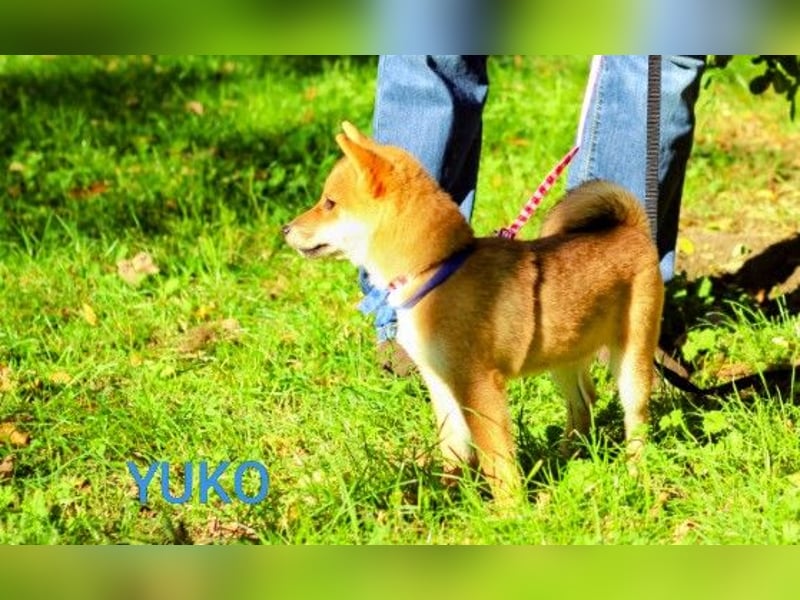 YUKO – eine süße Hündin der Rasse SHIBA INU
