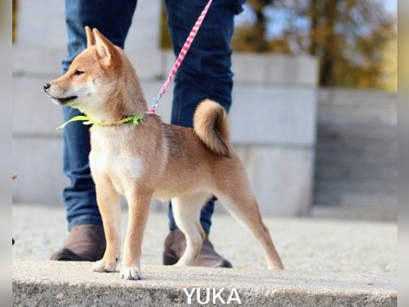 YUKA vom Typ „Kitsune-gao“