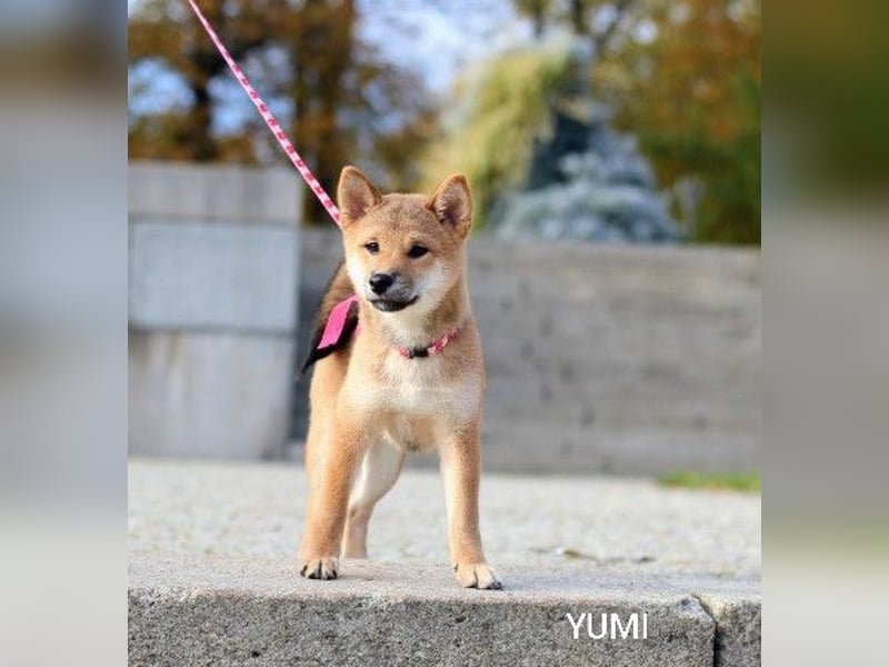 YUMI /Hündin vom Typ „Kitsune-gao“